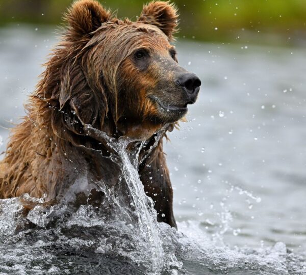 Kodiak Brown Bear Center