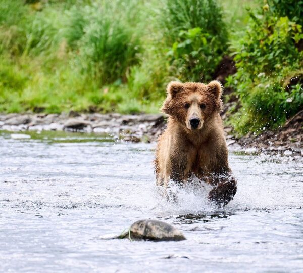 Kodiak Brown Bear Center
