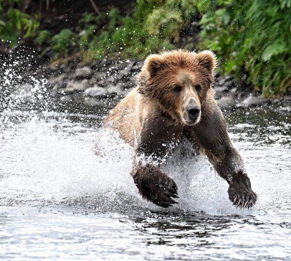 Kodiak Brown Bear Center