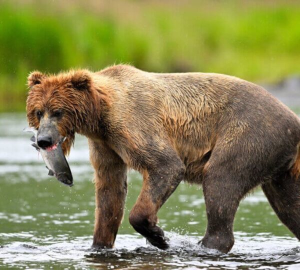 Kodiak Brown Bear Center