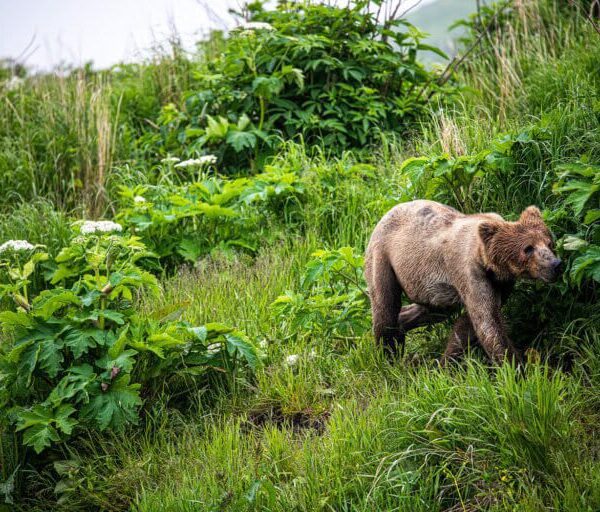 Kodiak Photo Workshop : Ayakulik