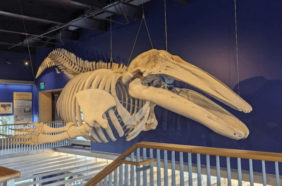 Kodiak National Wildlife Refuge Visitor Center