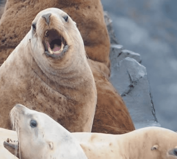 Adventures in Kodiak