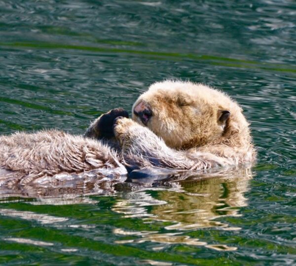 Adventures in Kodiak