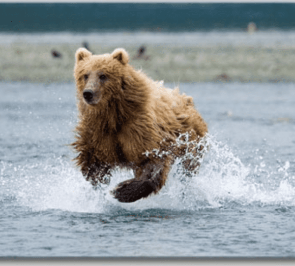 Munsey's Bear Camp