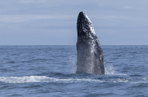 Kodiak Scenic Tours