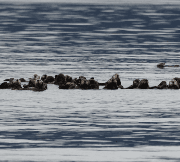 Geographic Marine Expeditions