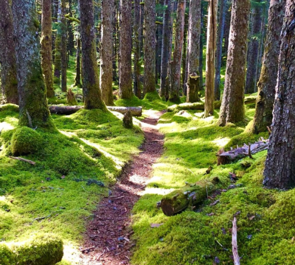 Kodiak Connections