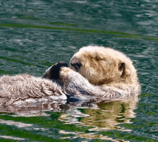 Adventures In Kodiak