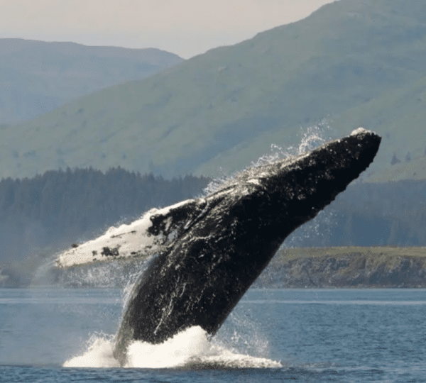 Adventures In Kodiak