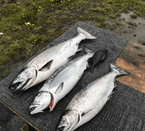 Kodiak Kings LLC
