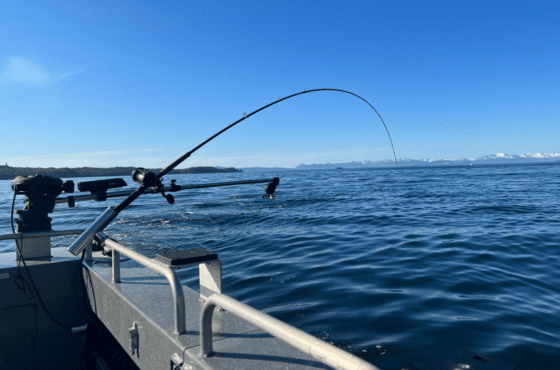 Kodiak Kings LLC