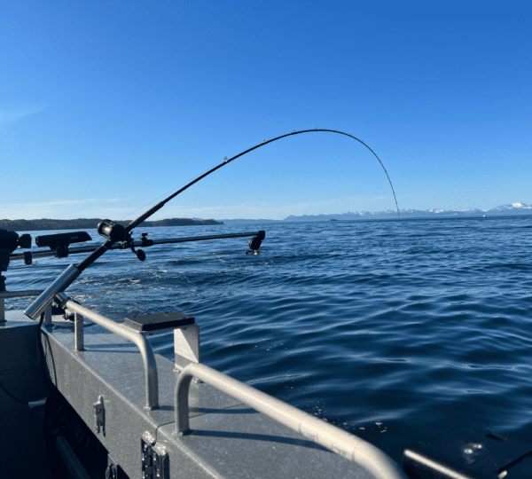 Kodiak Kings LLC