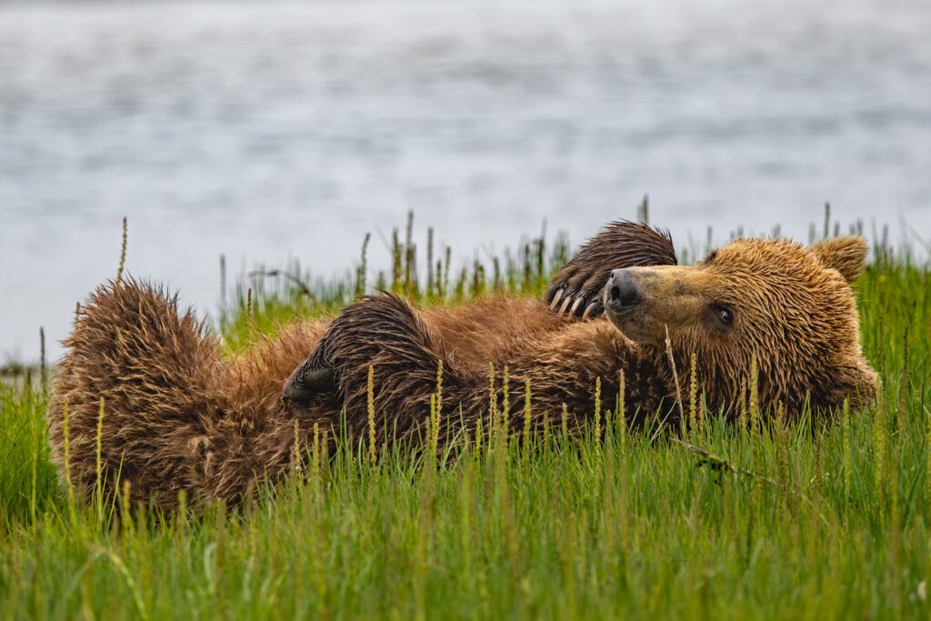 Island Air Bear Viewing Kodiak Alaska