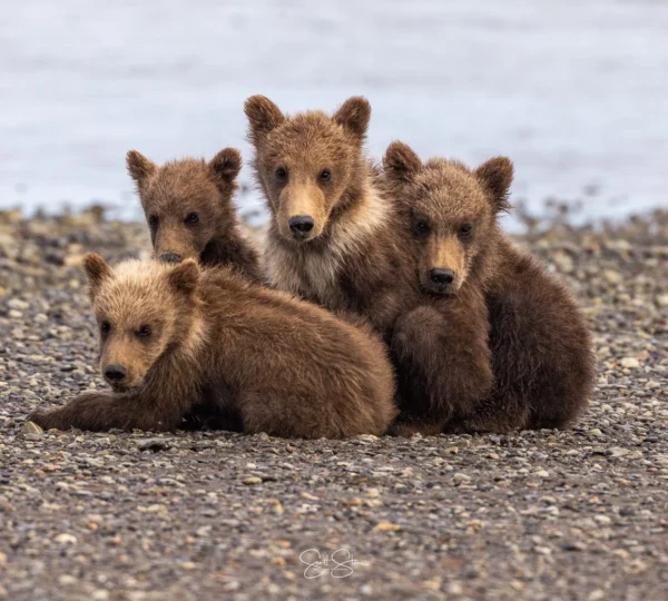 Alaska Bear Camps
