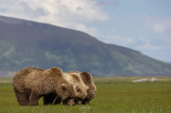 Alaska Bear Camps
