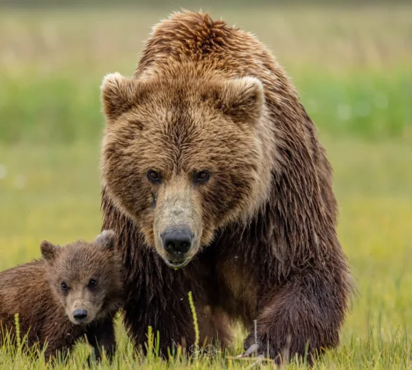 Alaska Bear Camps