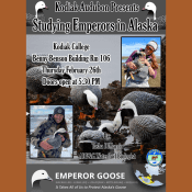 Event poster titled “Studying Emperors in Alaska” with images of emperor geese and a biologist, event details, and logos. Event is at Kodiak College, Feb 26th, 5:30 PM, by Tasha DiMarzio, U.S. Fish Wildlife Service.
