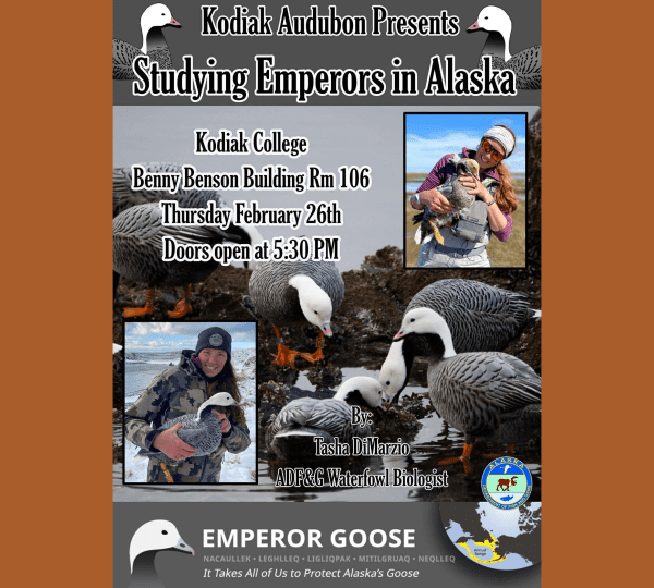 Event poster titled “Studying Emperors in Alaska” with images of emperor geese and a biologist, event details, and logos. Event is at Kodiak College, Feb 26th, 5:30 PM, by Tasha DiMarzio, U.S. Fish Wildlife Service.