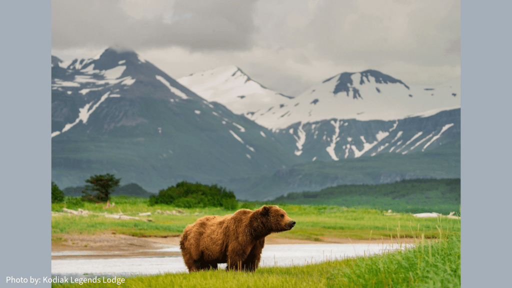 A brown bear stands on grassy terrain near a river, with snow-capped mountains and cloudy skies in the background. Experience the wild beauty with Kodiak Island Lodges. Photo by: Kodiak Legends Lodge.