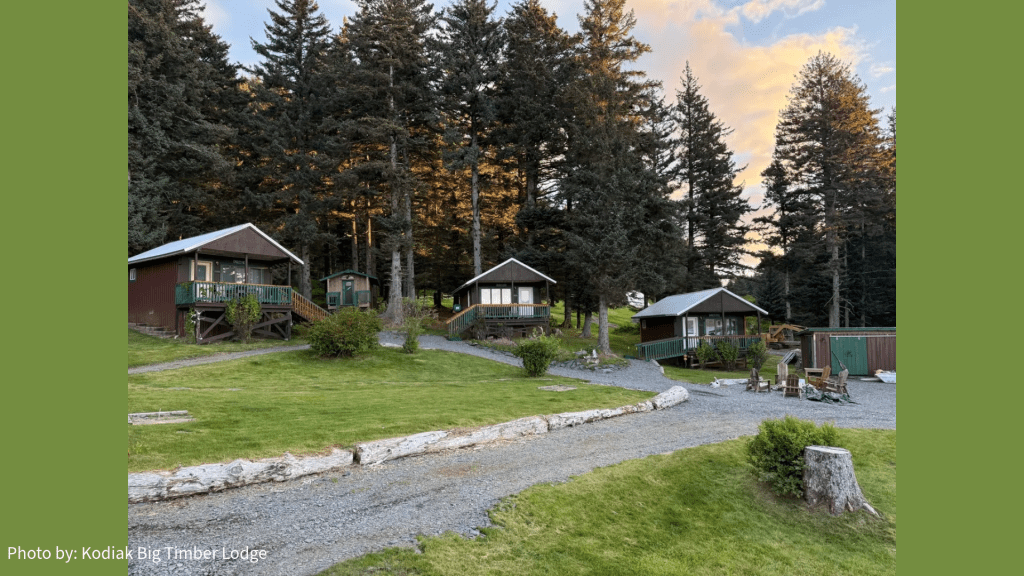 Four rustic cabins from Kodiak Big Timber Lodge are nestled among tall pine trees on a grassy hill, with a gravel path winding between them. The sky is partly cloudy at sunset. Photo by Kodiak Big Timber Lodge.
