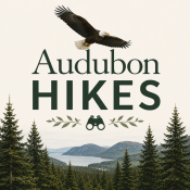A bald eagle soars above the text Audubon Hikes with a binoculars icon, pine trees, mountains, and a lake in the background.