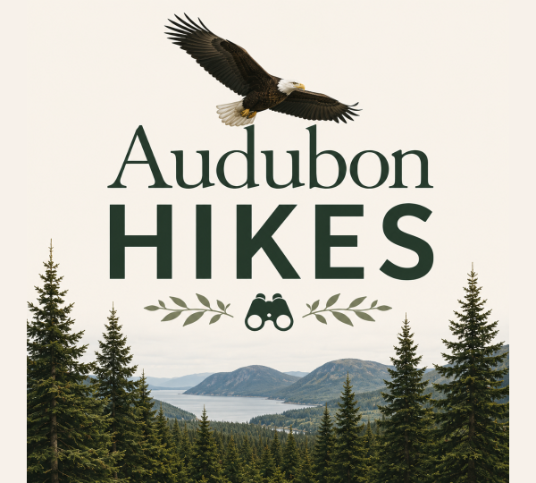 A bald eagle soars above the text Audubon Hikes with a binoculars icon, pine trees, mountains, and a lake in the background.