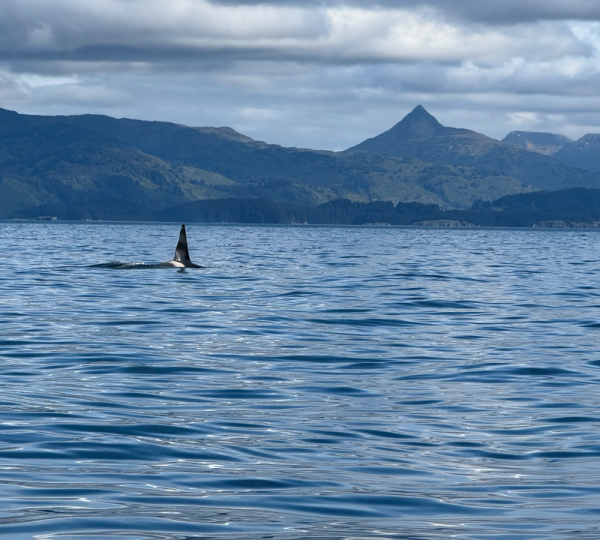 Kodiak Salmon Riders