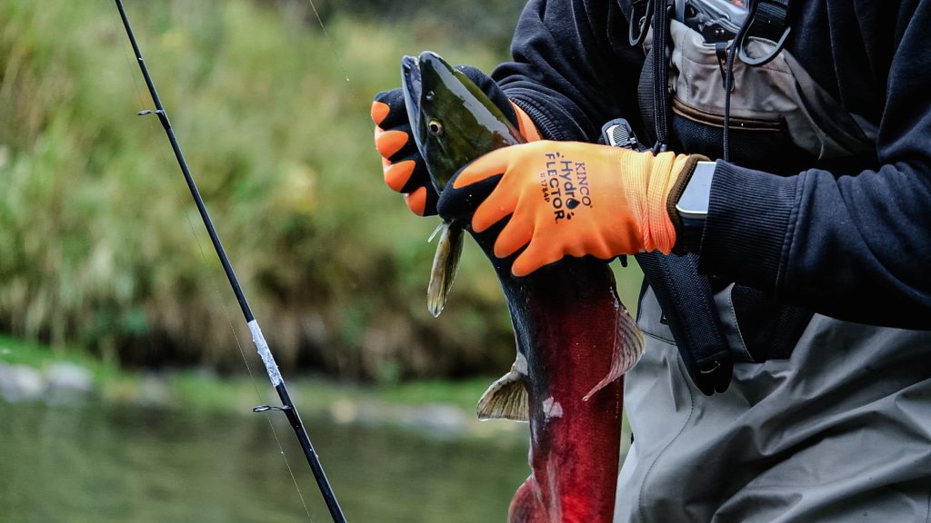 Person wearing orange gloves and fishing gear holds a large red and green fish next to a fishing rod over a river, with grassy bank in the background.