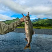 A person in an outdoor jacket holds a large fish by the mouth over a river, with green hills and a partly cloudy sky in the background.