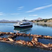 A group of sea lions rests on floating docks in calm water, while a white and blue Kodiak Discovery Tours boat floats nearby. Mountains and trees rise in the background under a clear blue sky.