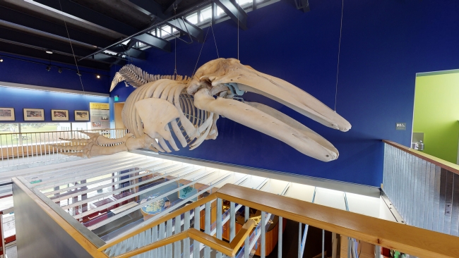 A large whale skeleton is suspended from the ceiling in a museum, displayed above a staircase and surrounded by blue walls and framed pictures.
