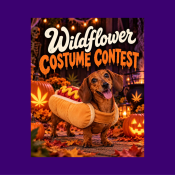 A dachshund wearing a hot dog costume stands in a pumpkin patch surrounded by autumn leaves, with text above that reads Wildflower Costume Contest.