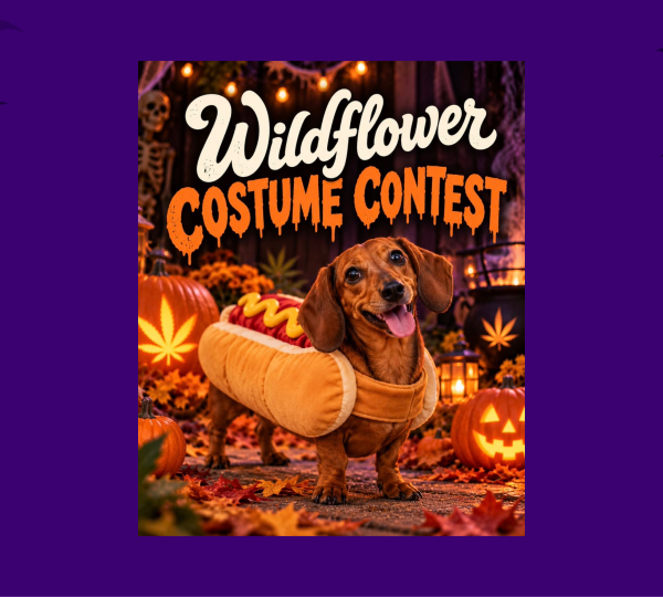 A dachshund wearing a hot dog costume stands in a pumpkin patch surrounded by autumn leaves, with text above that reads Wildflower Costume Contest.
